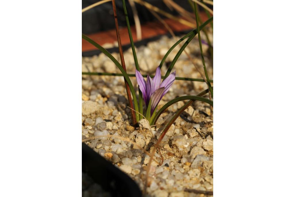 Rouy's romulea