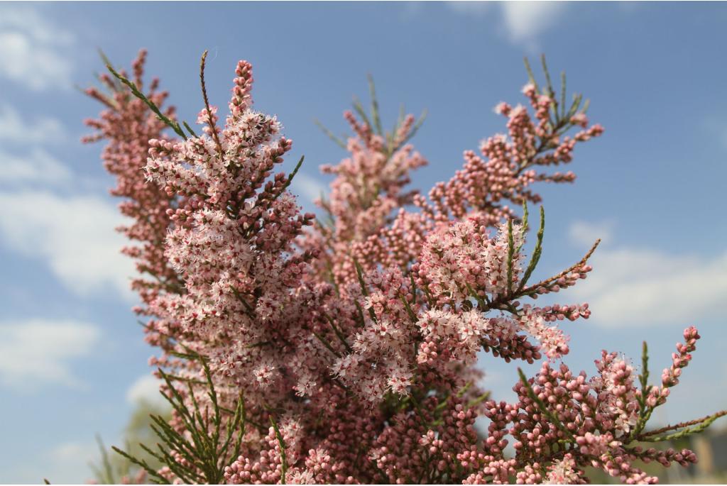 Franse tamarisk