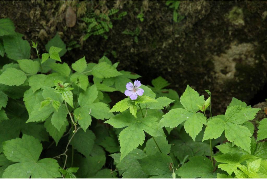 Knoest Geranium