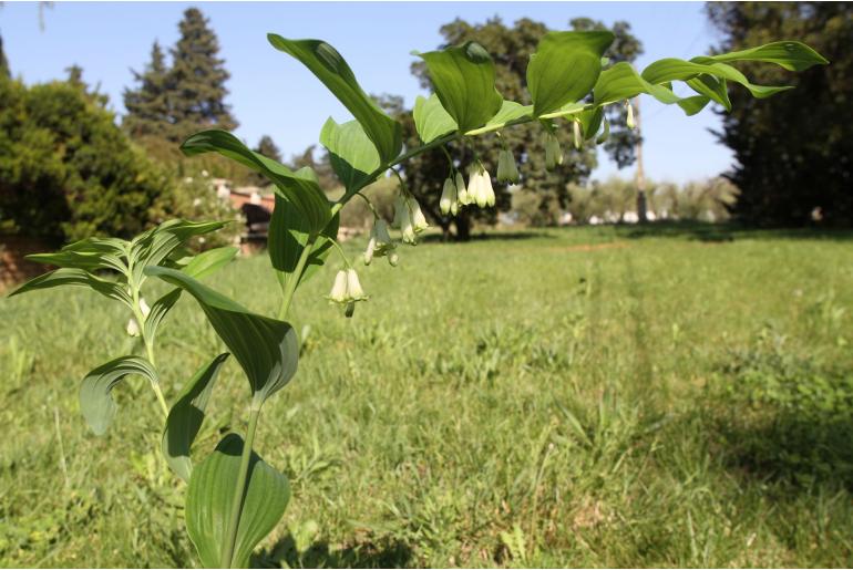 Polygonatum multiflorum -8119