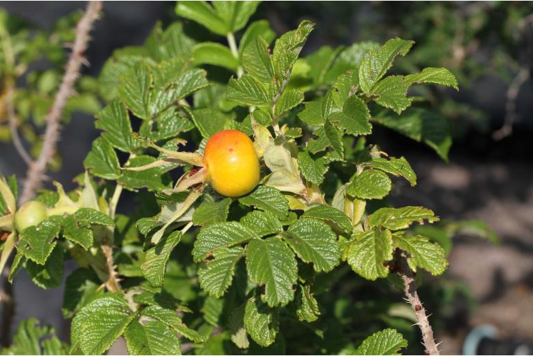 Rosa rugosa -8130