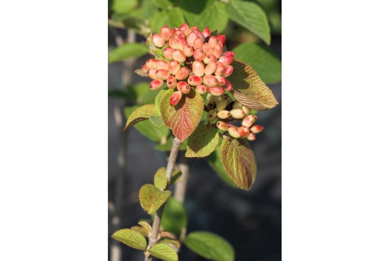 Viburnum lantana -8165