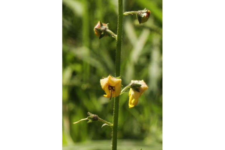 Verbascum blattaria -8173