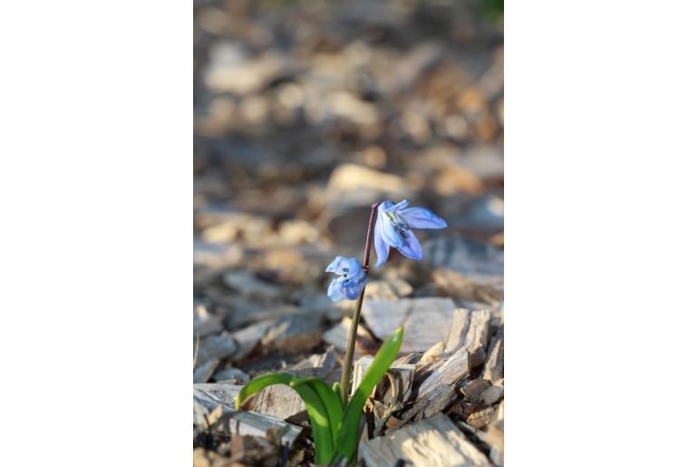 Scilla siberica -8185