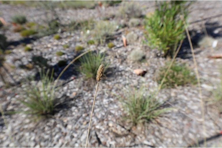 Sesleria nitida -8193