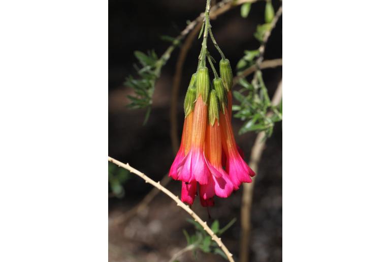 Cantua buxifolia -8217