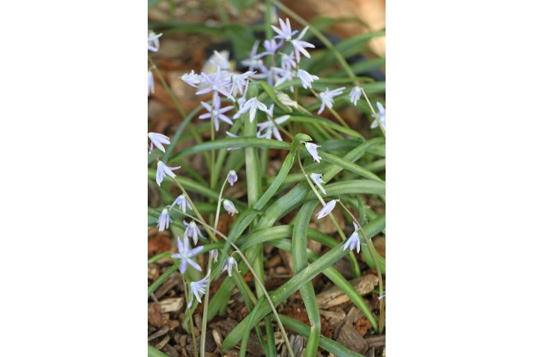 Scilla cilicica -8242