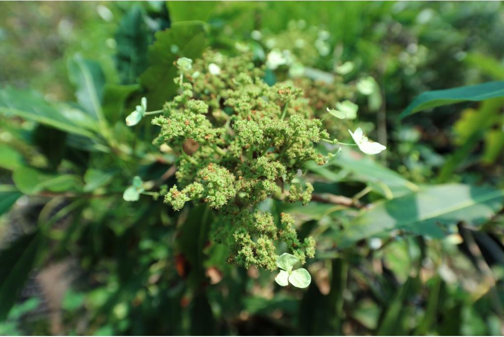 Hydrangea met gekarteld blad