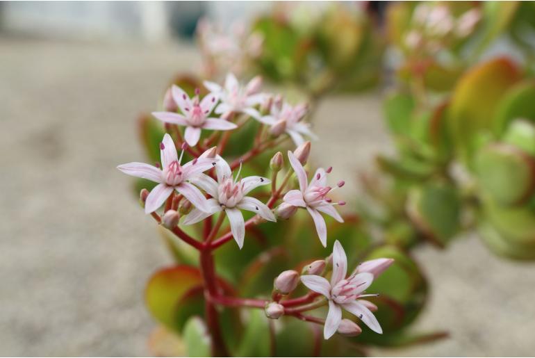 Crassula obovata -8410