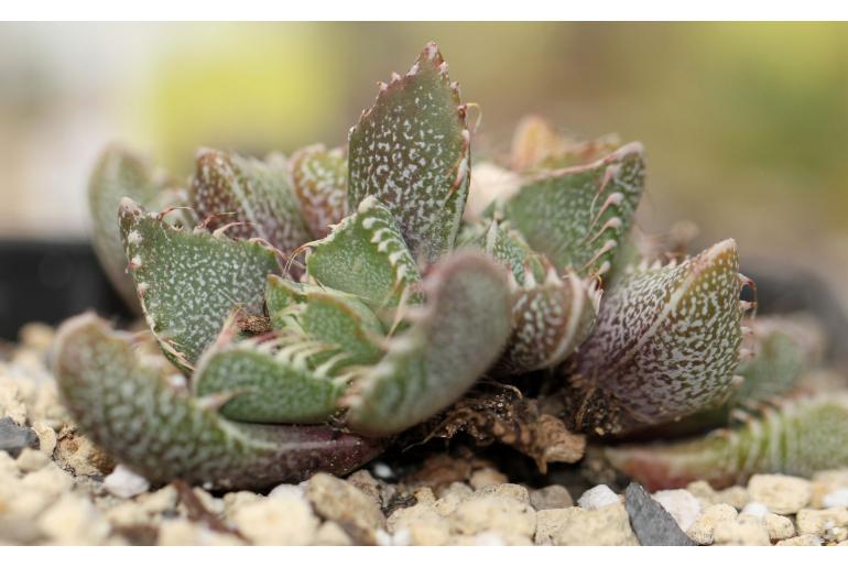 Faucaria tuberculosa -8439