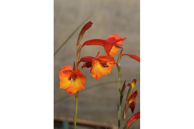 Gladiolus merianellus -8444