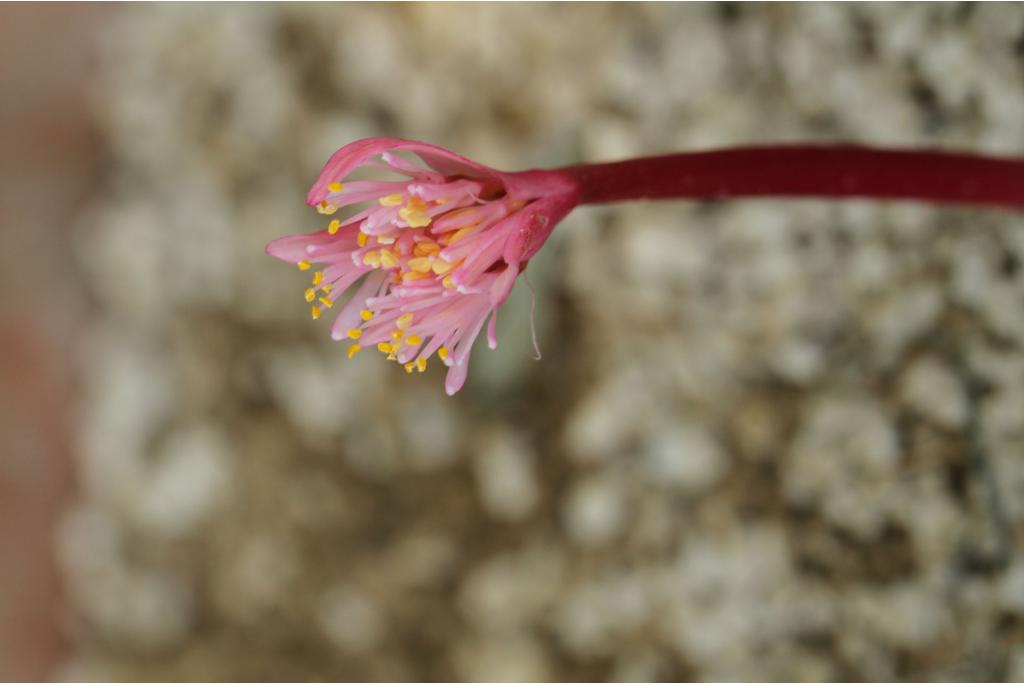 Barker's Haemanthus