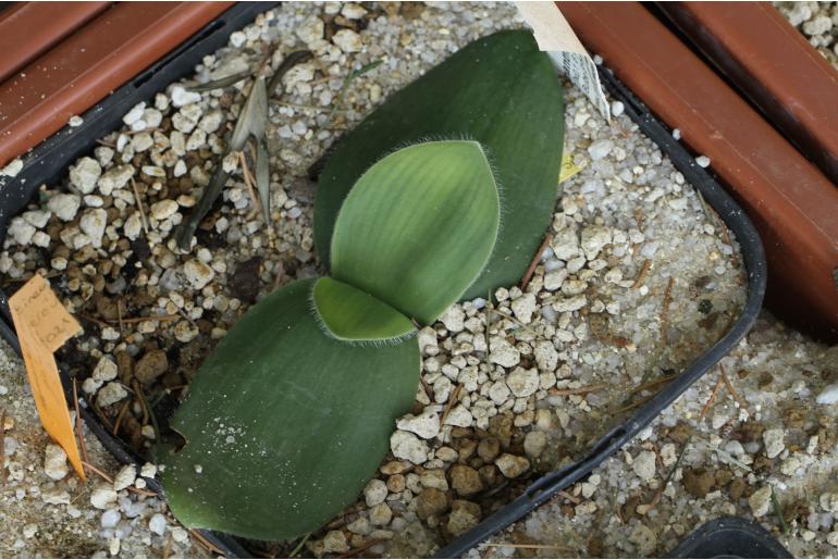 Haemanthus carneus -8446