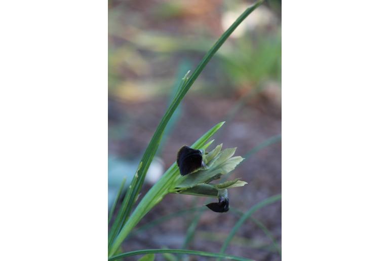 Iris tuberosa -8455