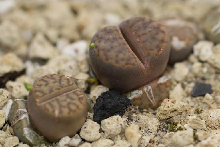 Lithops bromfieldii -8475