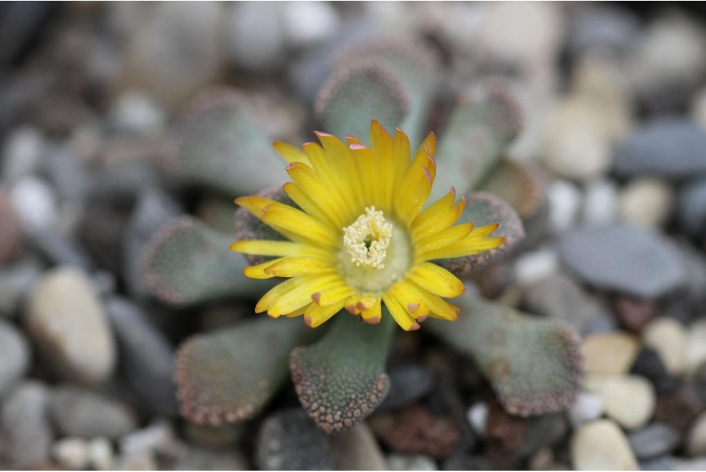 Kalksteen Titanopsis