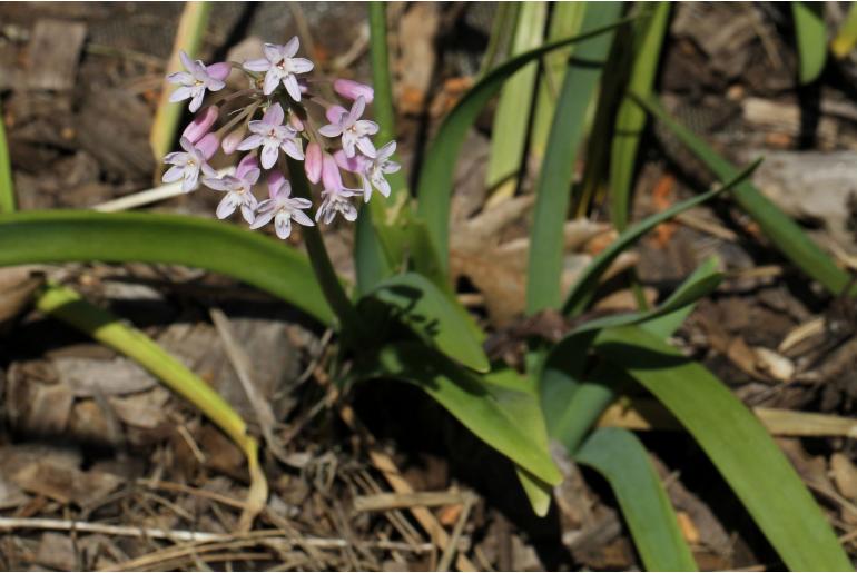 Tulbaghia simmleri -8846