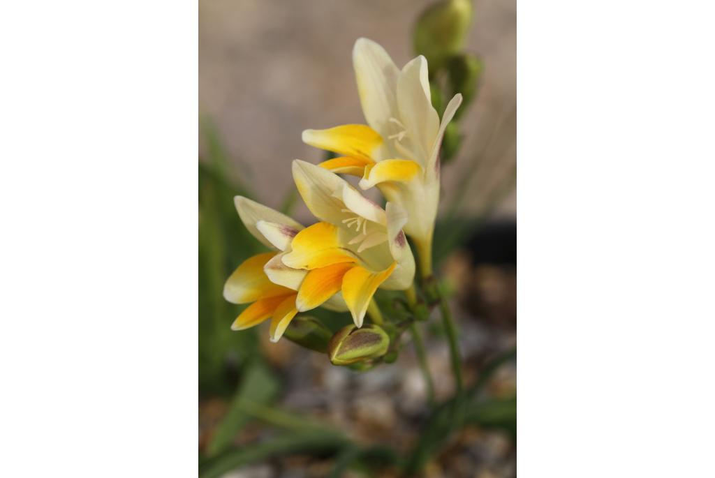 Opzichtige freesia