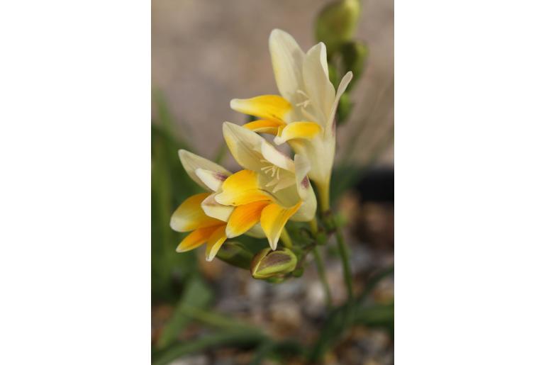 Freesia speciosa -8882