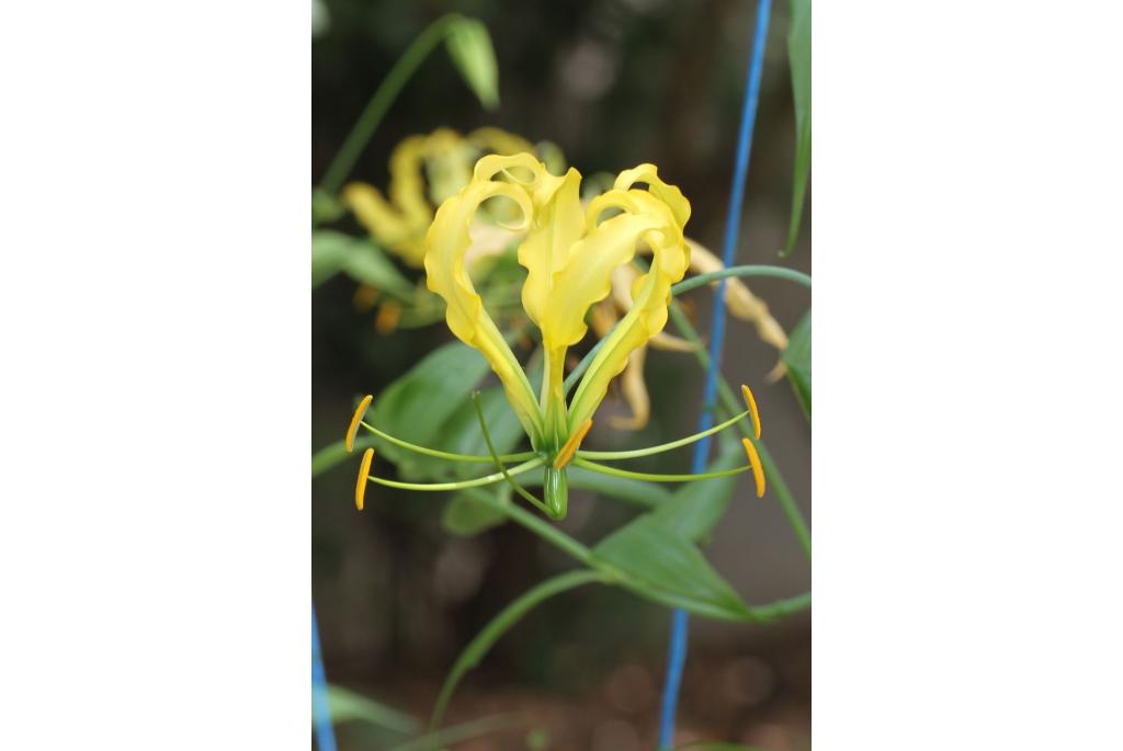 Vlam Gloriosa