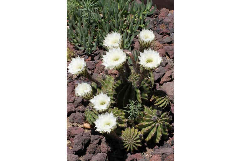 Echinopsis oxygona -8967