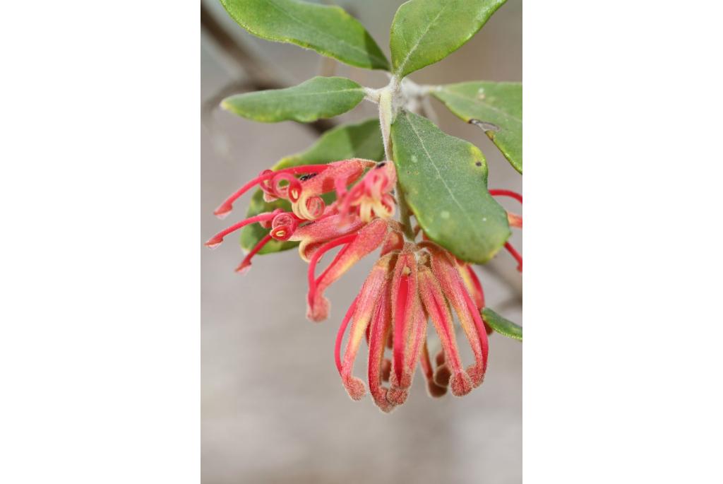 Miquel's Grevillea