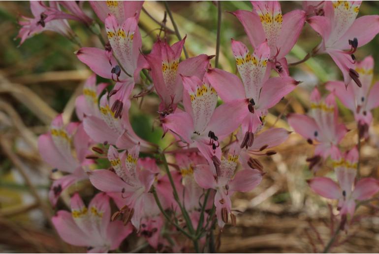 Alstroemeria angustifolia -9055