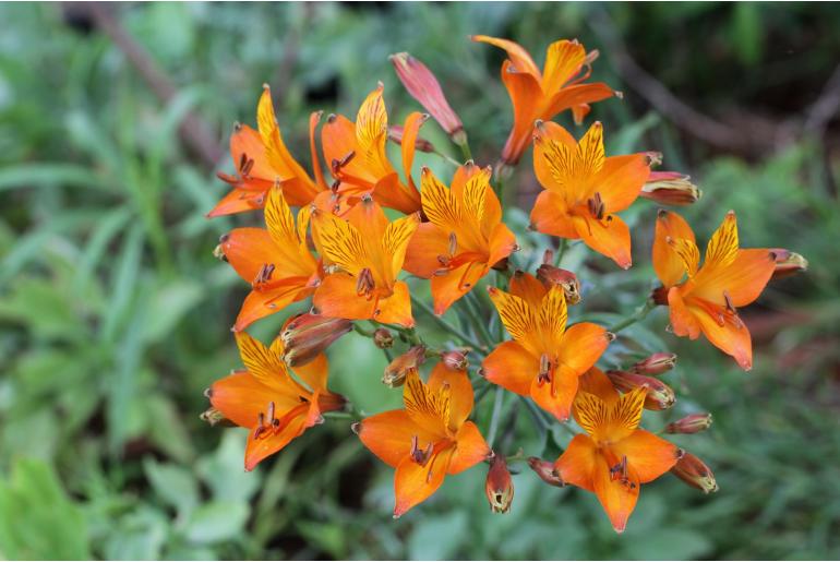 Alstroemeria ligtu ssp simsii -9064