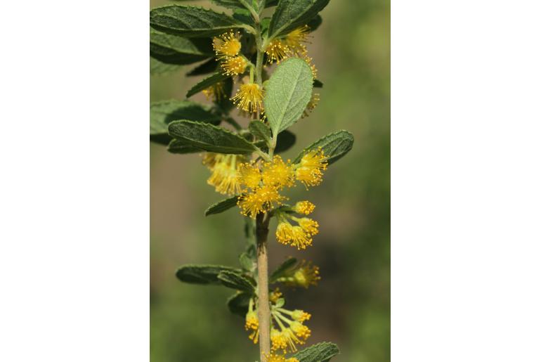 Azara dentata -9107