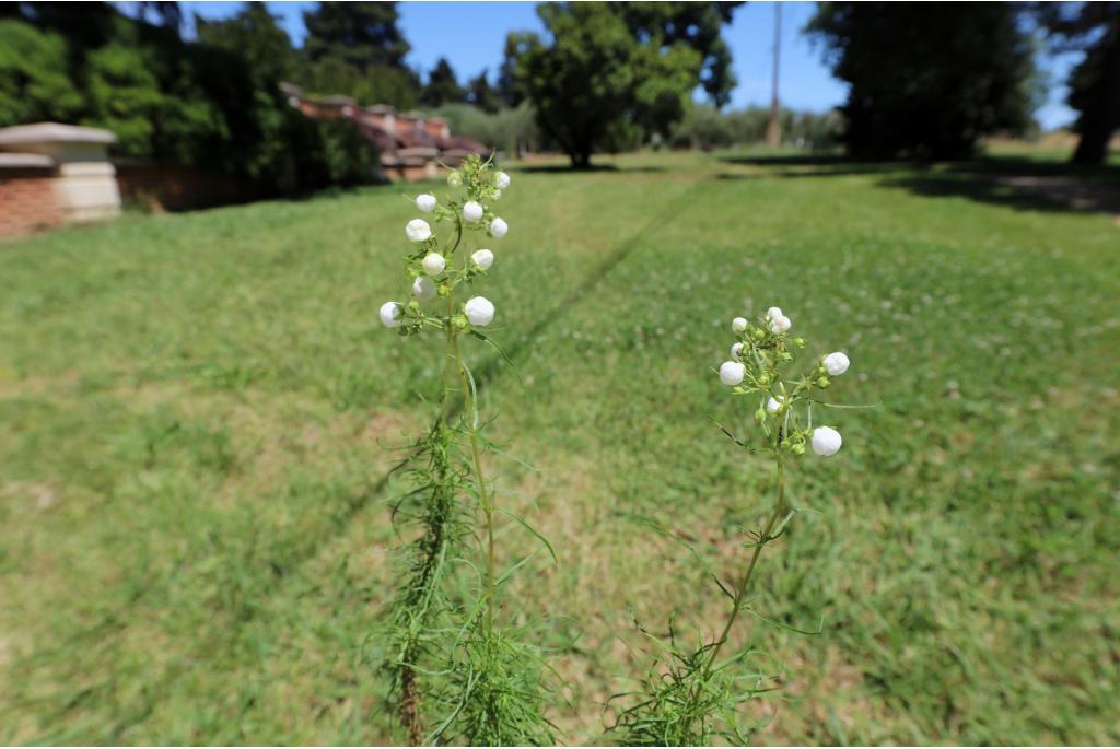 Witte pantoffelplant