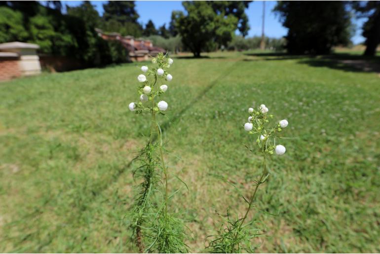 Calceolaria alba -9181