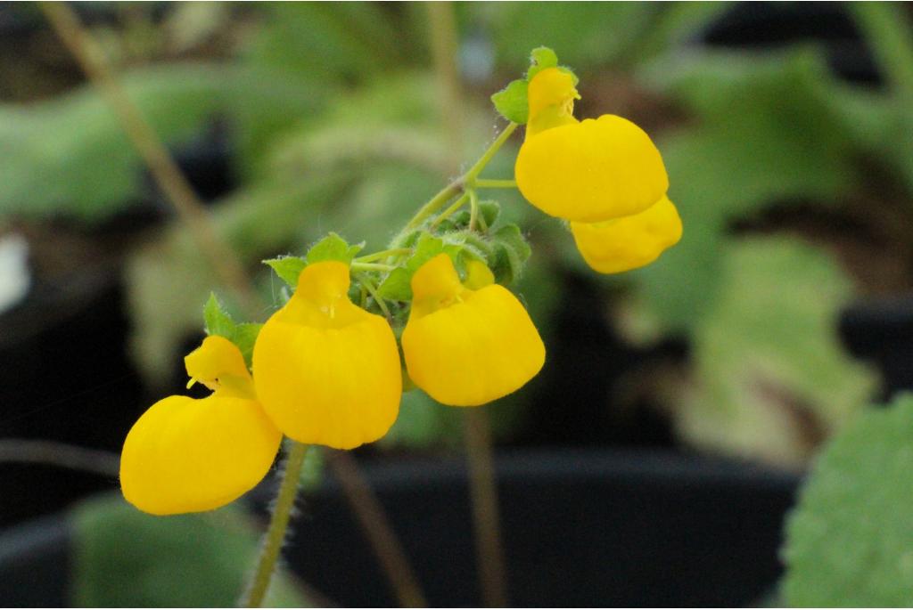 Calceolaria met tuilen