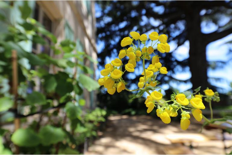 Calceolaria dentata -9187