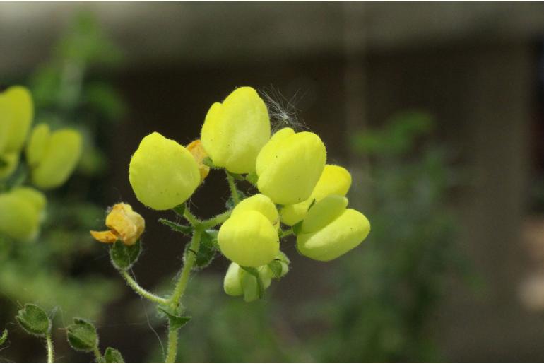 Calceolaria glandulosa -9189