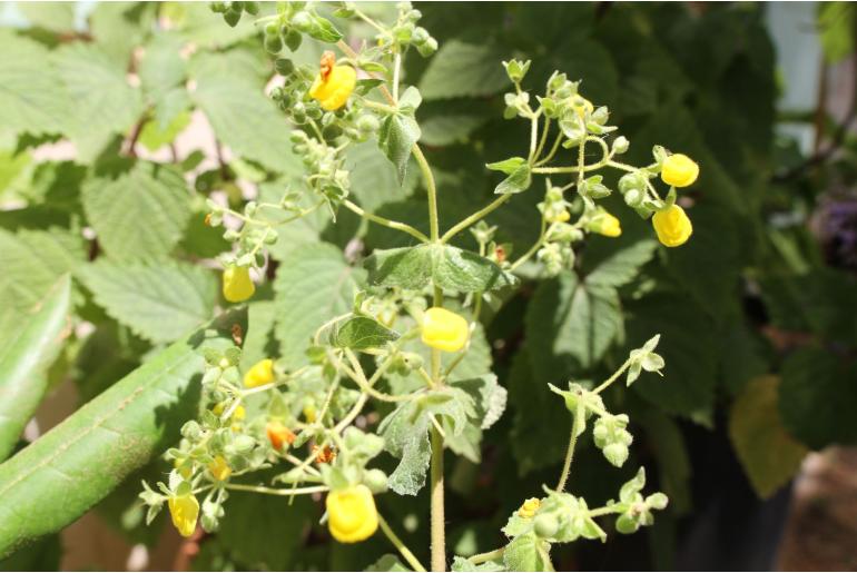 Calceolaria petioalaris -9198