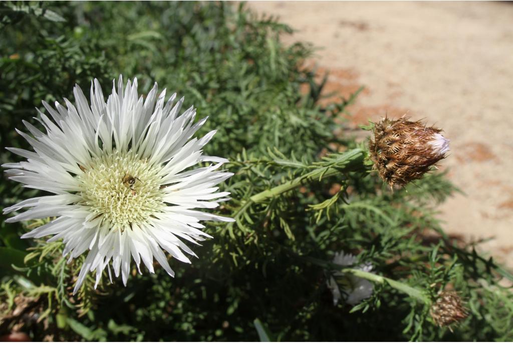 Mijnwerkersbloem