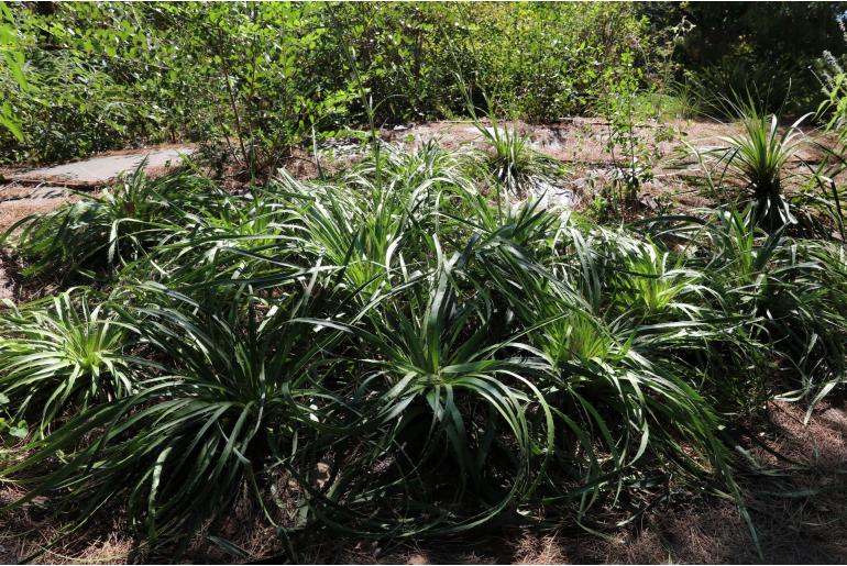 Eryngium humboldtii -9313