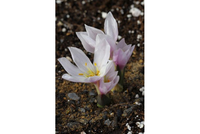 Colchicum szovitsii -9375