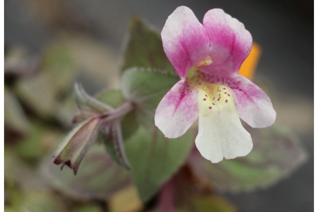 Chileense erythranthe