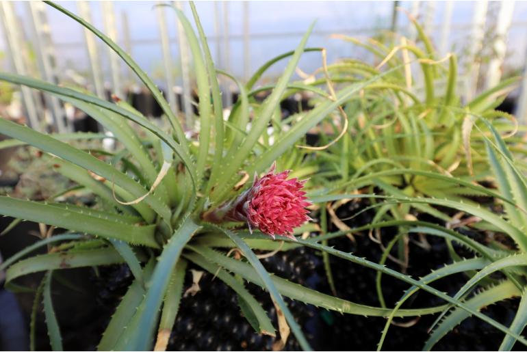 Ochagavia carnea -9494