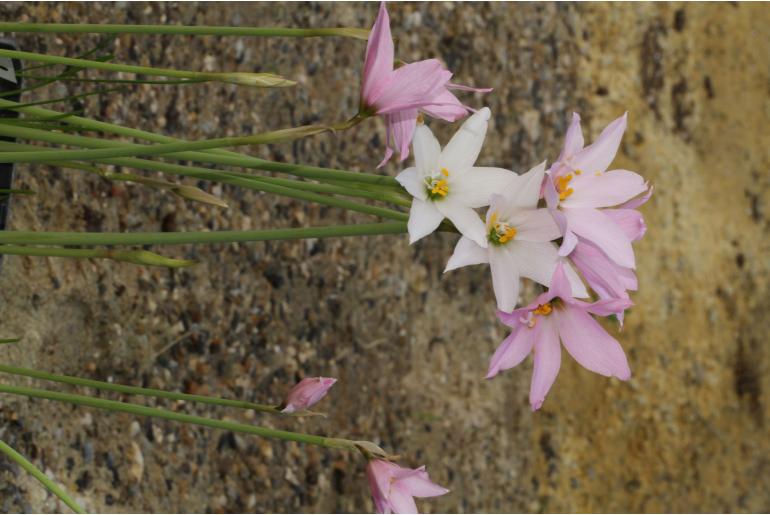 Zephyranthes estensis -9530