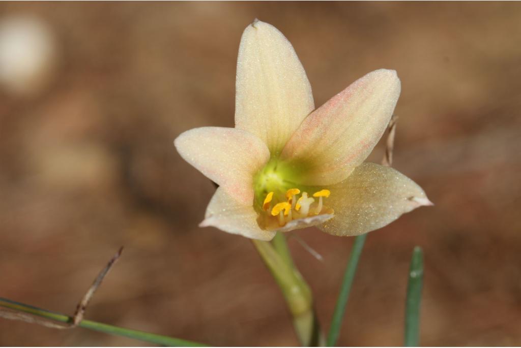 Baker's rhodophiala