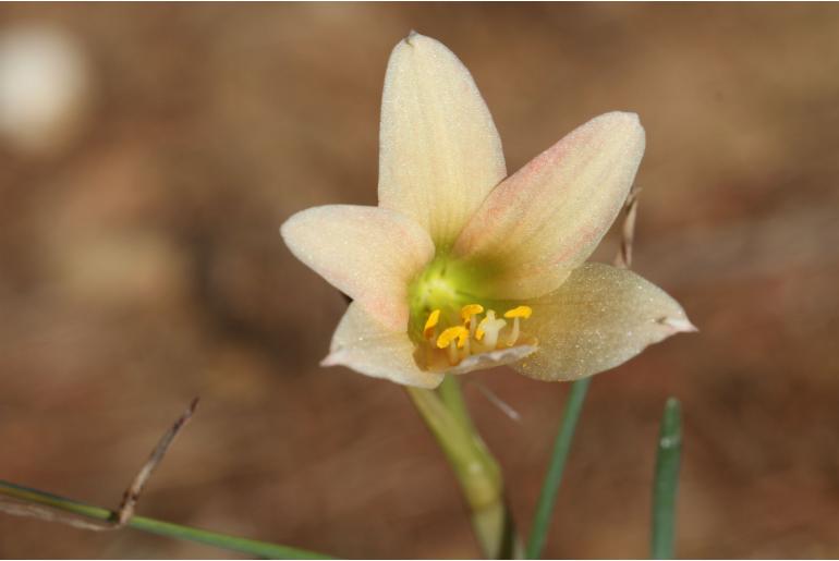 Zephyranthes bakeri -9567