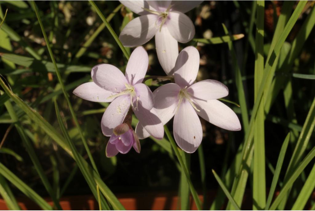 Rechtopstaande hesperantha