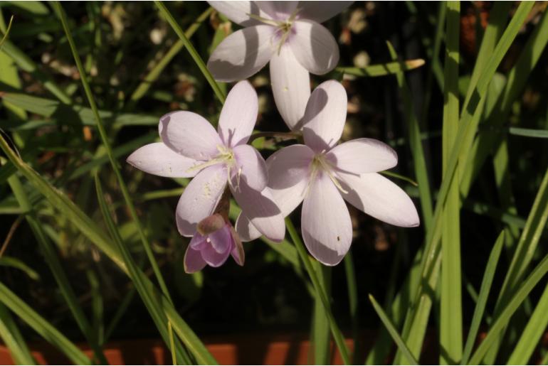 Hesperantha erecta -9568