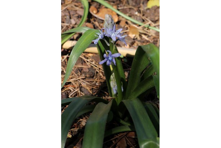 Hyacinthoides cedretorum -9591