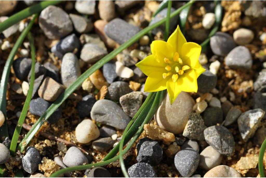 Nothoscordum met afzonderlijke meeldraden