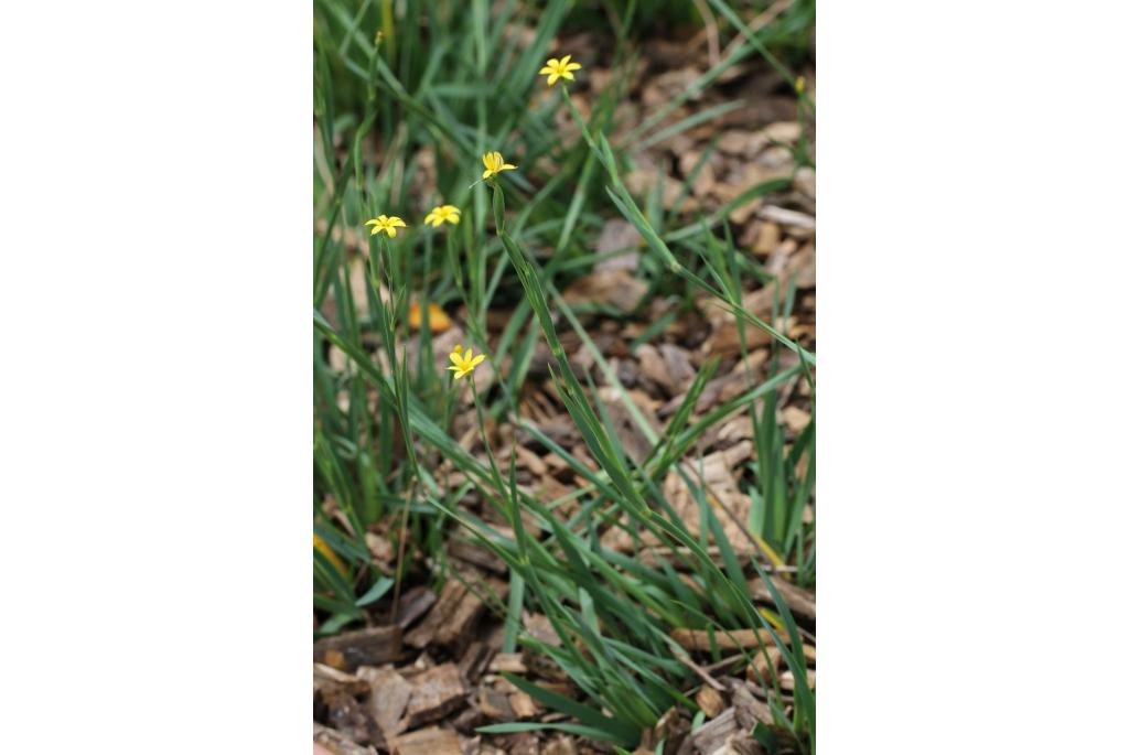 Sisyrinchium van Patagonia