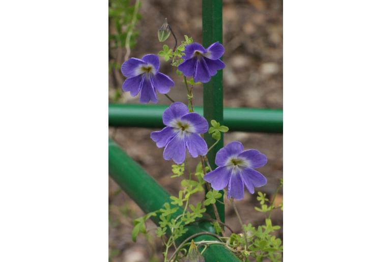 Tropaeolum azureum -9674