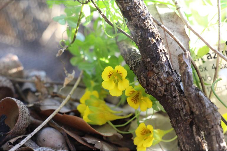 Tropaeolum ciliatum -9676